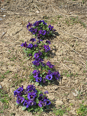 pansy mulched